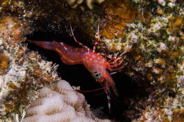 Yeşil göz Dans Karides (Cinetorhynchus reticulatus) resif üzerinde oturan turuncu / kırmızı renkli karides yakın.
