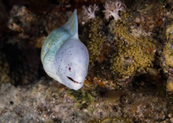 Grey Moray Gymnothorax Griseus Eel Head Sticking Out Crevice Coral — Stock Photo, Image