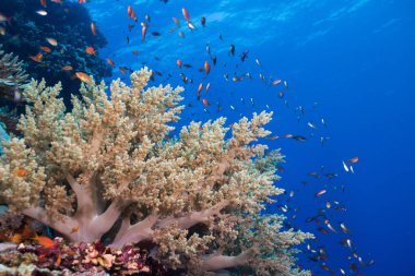 Mercan resifi ve Lyretail anthias sürüsü deniz manzarası (Pseudanthias squamipinnis) arka planda mavi su ile Litophyton Arboreum yumuşak mercan çevreleyen.