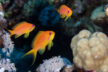 Lyretail anthias yakın (Pseudanthias squamipinnis) dişiler, yüzünde mor çizgili parlak turuncu balık.