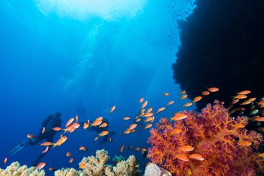 Seascape with lyretail anthias (Pseudanthias squamipinnis) fish in the foreground and soft coral behind them, with divers in the background. clipart