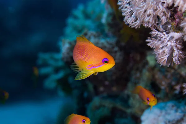 Close Lyretail Anthias Pseudanthias Squamipinnis Females Bright Orange Fish Purple — Stock Photo, Image