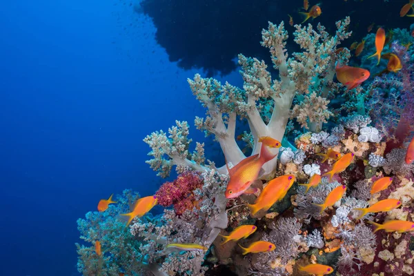 전경에서 리소매 안티아스 슈단티아스 스쿼미피니스 풍경과 부드러운 산호가 있습니다 — 스톡 사진