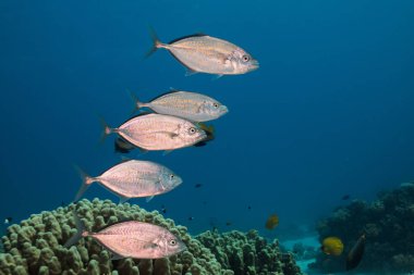 Orangespotted Trevally (Carangoides bajad) resif üzerinde yüzen balık. Vücudunun yan tarafında turuncu lekeler olan gümüş balık.