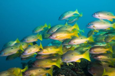Bir Dory Snapper balığı sürüsü ya da Lutjanus fulviflamma. Siyah noktalı parlak sarı bir vücut..