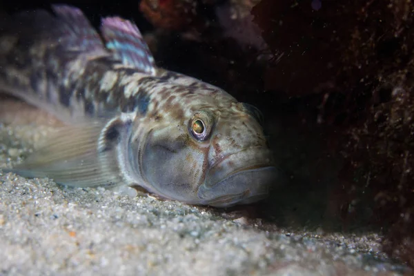 Barehead Goby Fish Caffrogobius Nudiceps Zeebodem — Stockfoto