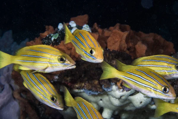 Bengal Snapper Fish Lutjanus Bengalensis Bright Yellow Fish Four Blue — Stock Photo, Image