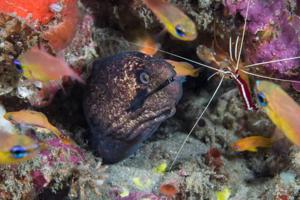 Blackcheek Moray Masked Moray Gymnothorax Breedeni Eel Its Head Sticking — Stock Photo, Image