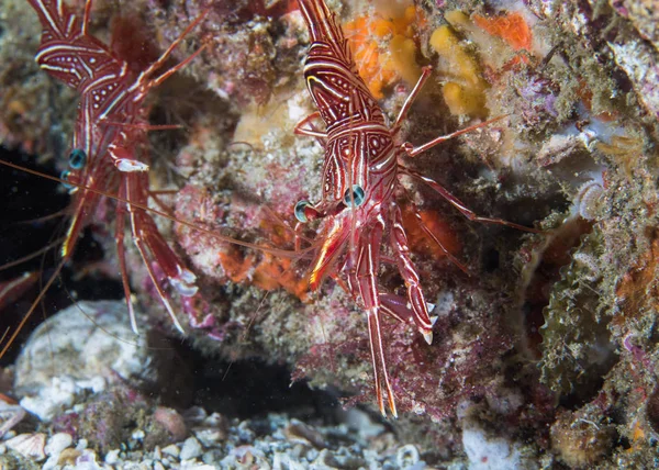 Velbloudí Pancíř Krevety Nebo Tančící Krevety Rhynchocinetes Durbanensis Útesu Průhledné — Stock fotografie