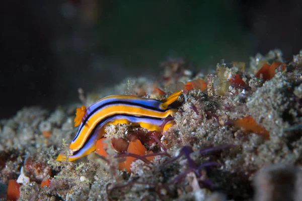 Chromodoris Hamiltoni Nacktschnecke Blaue Meeresschnecke Mit Drei Schwarzen Linien Und — Stockfoto