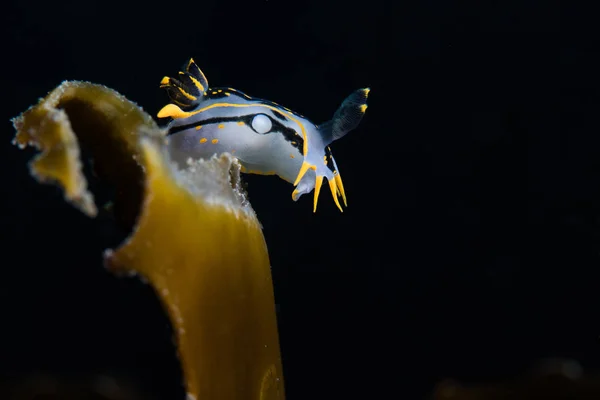 黒と黄色の線でくぼんだヌディブランチ ポリセラ カペンシス 暗い背景の昆布の上に座っている白い海のナメクジ — ストック写真