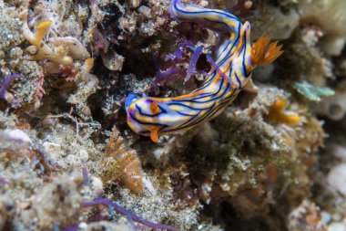 Hypselodoris nigrostriata çıplaklık - siyah çizgileri ve sarı yamaları olan mavimsi deniz sümüklüböceği.