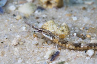 Okyanus tabanında Longsnout boru balığı (Syngnathus temminckii) görünümü.