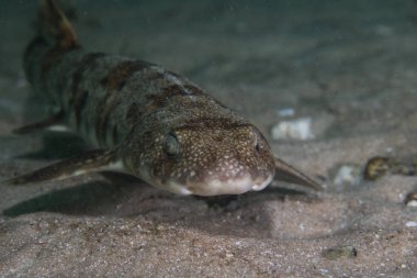 Puffadder shyshark (Haploblepharus edwardsii) okyanus tabanında yüzer.