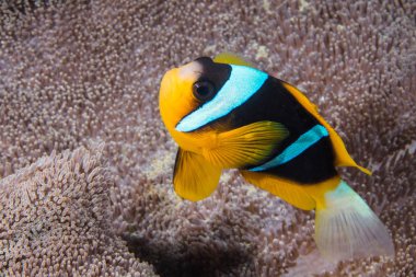 İki çubuk anemonik ya da Palyaço Balığı (Amphiprion allardi) arka planda şakayığı ile.