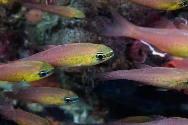 Short Tooth Cardinal Goldbelly Cardinalfish Ostorhinchus Apogonoides — Stock Photo, Image