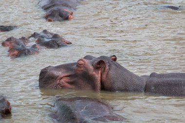 Nehirdeki büyük Hippopotamus, kafası dışarı çıkmış, kenar manzarası yakın..