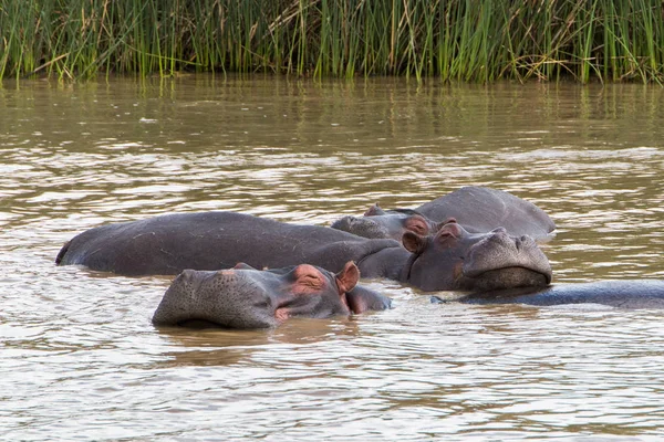 Hipopótamo Apoyando Cabeza Sobre Espalda Otro Hipopótamo Agua —  Fotos de Stock