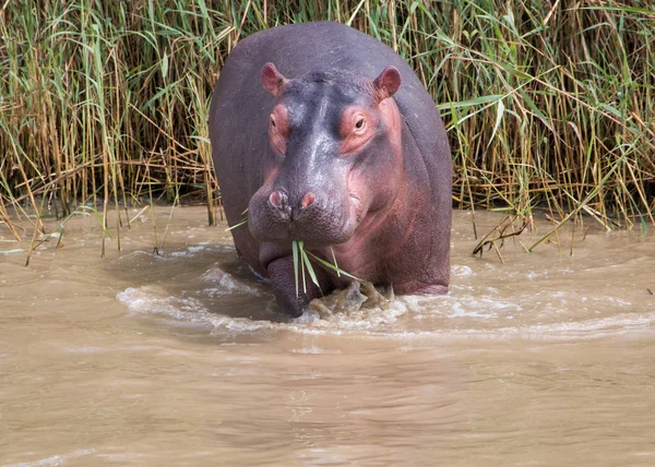 Young Hippopotamus standing in shallow water feeding with grass in it's mouth, facing the camera.