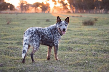 Avustralya Sığır Köpeği (Blue Heeler) gün batımında tarlada dikilip kameranın açık ağzına baktı.