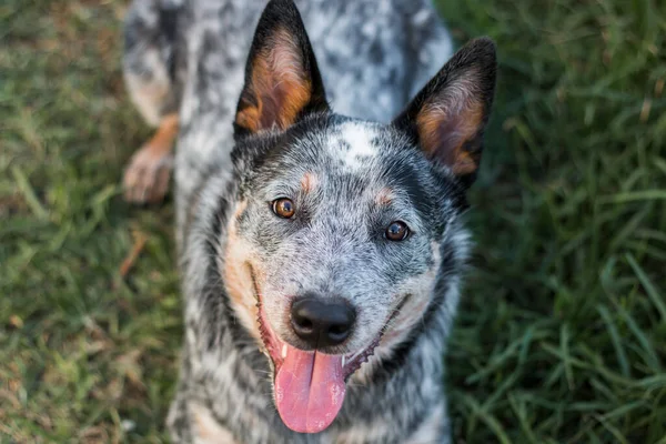 Young Australian Cattle Dog Blue Heeler Laying Grass Looking Camera — Stock Photo, Image