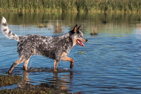 Αυστραλιανό Cattle Dog Blue Heeler Περπάτημα Στο Νερό Του Στόματος — Φωτογραφία Αρχείου