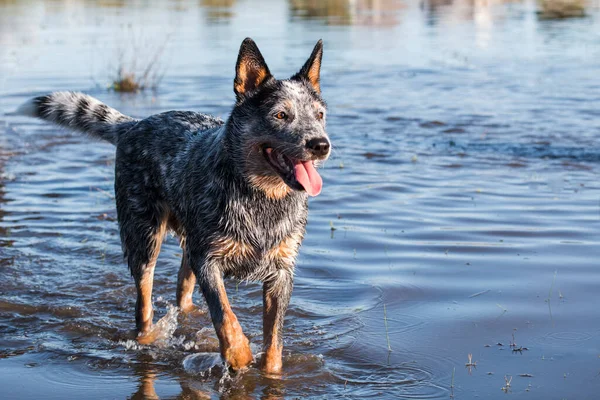 ダムの口の水で遊んでいるオーストラリアの牛犬 ブルーヒーラー 距離を見て開いている — ストック写真