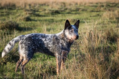 Avustralya Sığır Köpeği (Blue Heeler) çiftlikte çalışan köpek mesafesine bakıyor
