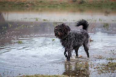 Karma cins siyah köpek suda oynuyor. Uzağa bakıyor.