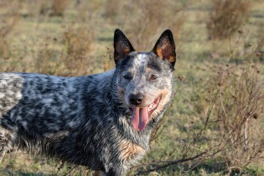 Bir Avustralya sığır çobanı portresi (Blue Heeler) açık alanda duruyor ve uzaklığa bakıyor