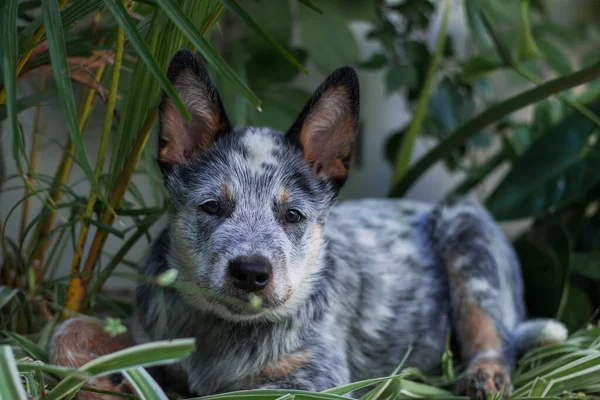 Australiska Nötkreatur Hund Valp Som Ligger Buskarna Tittar Kameran — Stockfoto