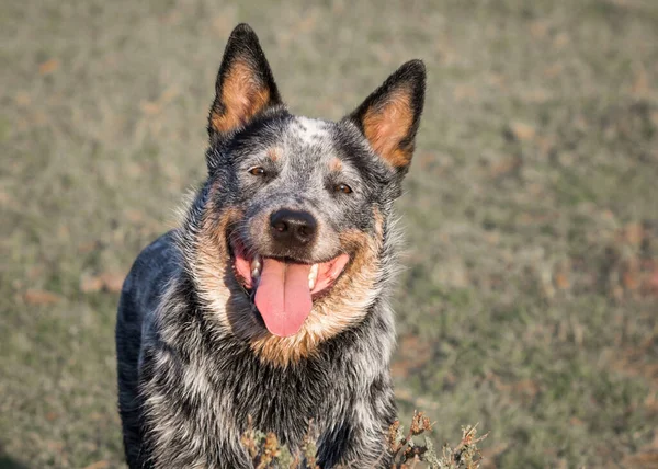 Gros Plan Chien Australien Talonneur Bleu Souriant Bouche Caméra Ouverte — Photo