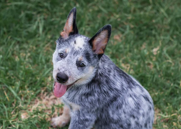 Vänliga Australiska Nötkreatur Hund Blå Hälare Valp Utomhus Sitter Gräset — Stockfoto