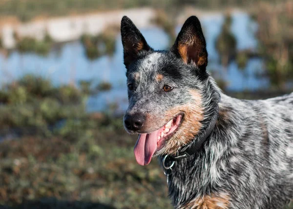 Gros Plan Jeune Chien Bétail Australien Talonneur Bleu Regardant Intéressé — Photo