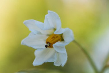 Patates bitkisi beyaz çiçeklerin yakınında çiçek açıyor..