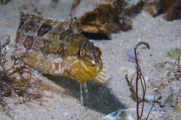 Speckled Klipfish Clinus Venustris Facing Camera — Stock Photo, Image
