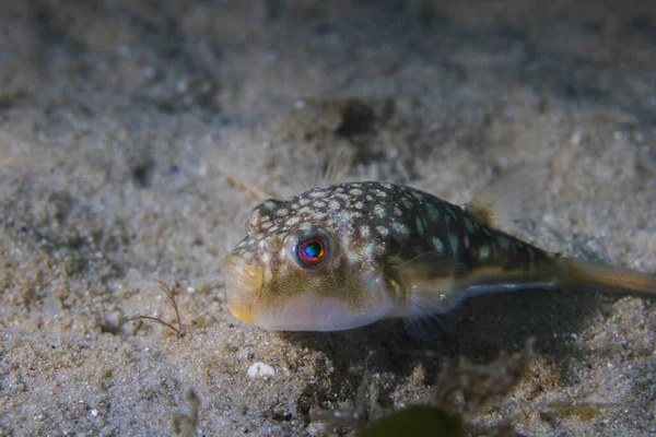 Full length of a Evileye puffer or Evileye blaasop fish light brown fish with spots on back and white belly (Amblyrhynchotes honckenii)