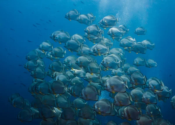 Large School Orbicular Spadefish Platax Orbicularis Swimming Together Open Blue — Stock Photo, Image