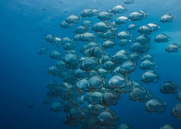 Large School Orbicular Spadefish Platax Orbicularis Swimming Together Open Blue — Stock Photo, Image