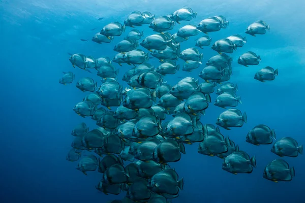 Large School Orbicular Spadefish Platax Orbicularis Swimming Together Open Blue — Stock Photo, Image