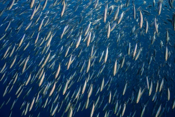Stora Stim Striated Fusilier Fish Caesio Striata — Stockfoto