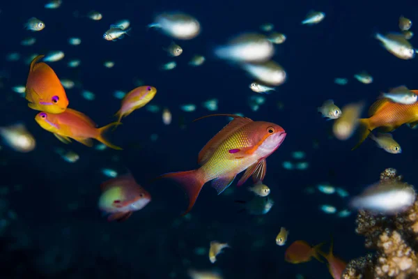 Lyretail Anthias Jewel Fairy Basslets Pseudanthias Squamipinnis Close — Stock Photo, Image