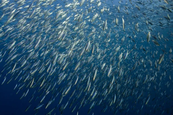 Großer Schwarm Gestreifter Füsilierfische Caesio Striata — Stockfoto