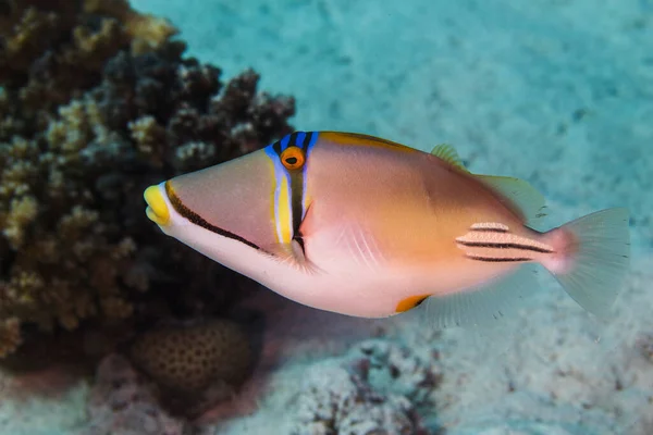 Picasso Triggerfish Rhinecanthus Aculeatus Side View Swimming — Stock Photo, Image