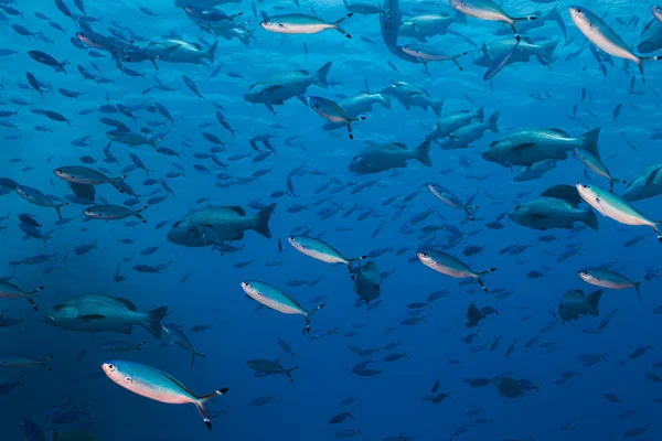 在蓝水中游泳的鱼和红海飞鱼的混合物 — 图库照片