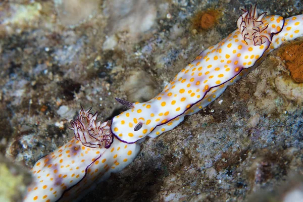 紅海の二つの美しいリスベシア マルサ バラカ の木の枝が続きます 縁の周りに黄色い斑点と紫色の輪郭を持つ白い体 — ストック写真