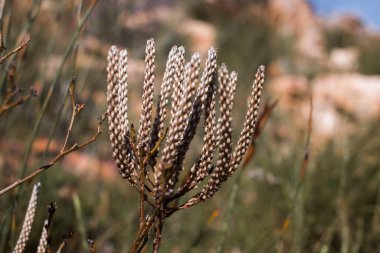 Pseudoselago spuria fynbos bitkisinin tohumlarını kapatın.