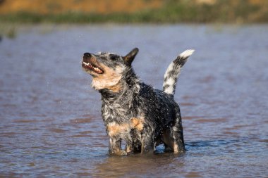 Avustralya Sığır Köpeği (Blue Heeler) bir barajda duruyor ve paltosundan su sallıyor.