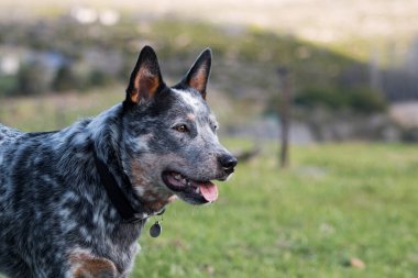 Avustralya Sığır Köpeği (Blue Heeler) köpek yan profilinin yakın portresi
