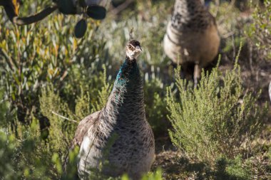 Pelerin fynbos 'ta dişi tavus kuşu ya da tavus kuşu aranıyor